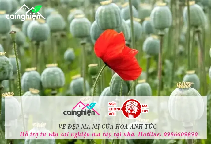 Vẻ đẹp ma mỵ mang đến sự hủy hoại của cây anh túc